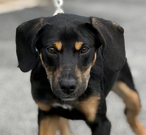 HARLOW, a dog for adoption from Angels for Animals, Inc.