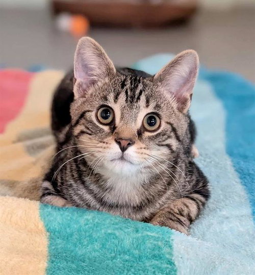 CASH, a cat for adoption from Angels for Animals, Inc.