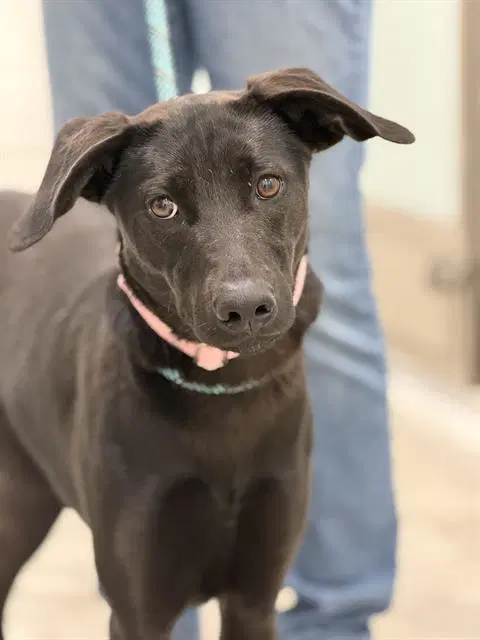 Merida - Labrador Retriever
