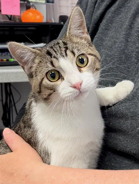 Karl - Domestic Short Hair