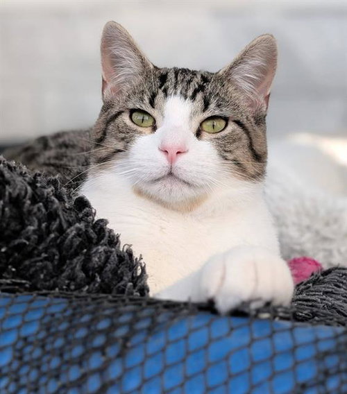 KARL, a cat for adoption from Angels for Animals, Inc.