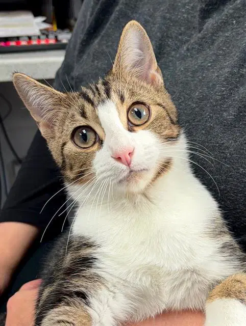 Nick - Domestic Short Hair