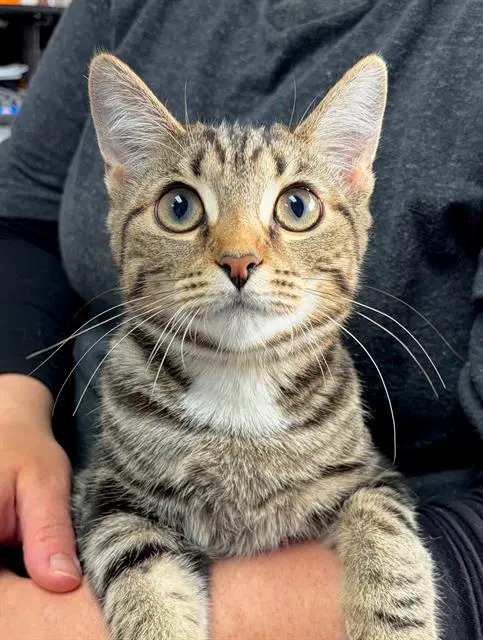 Lola - Domestic Short Hair