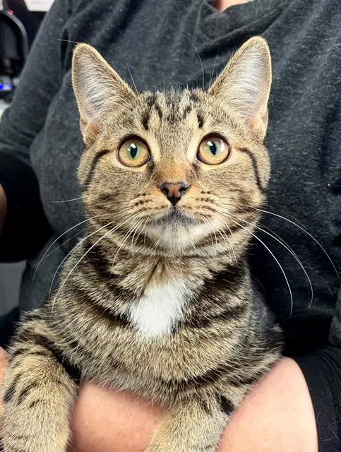 Sadie - Domestic Short Hair