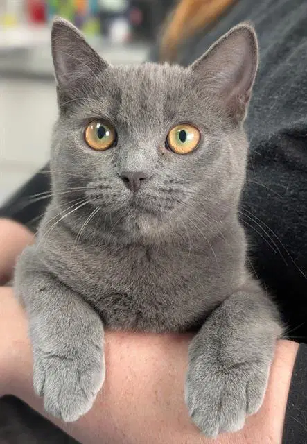 Daphne - Domestic Short Hair