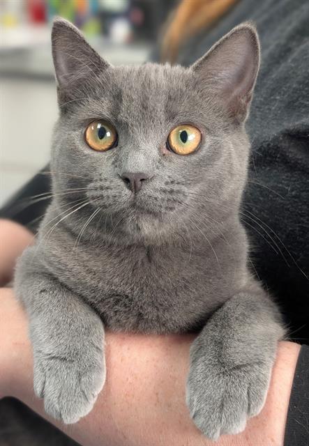 Daphne