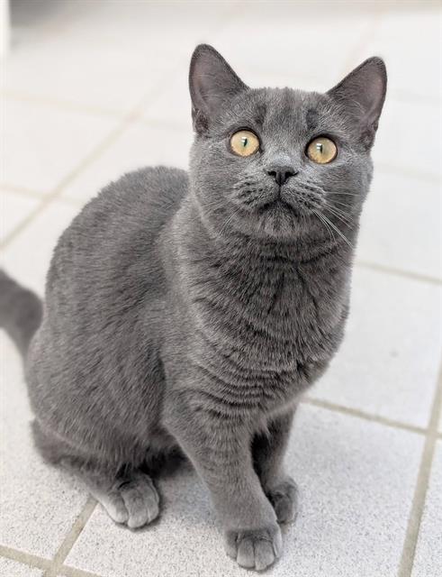 DAPHNE, a cat for adoption from Angels for Animals, Inc.