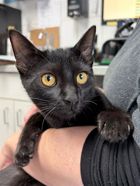 Fern - Domestic Short Hair
