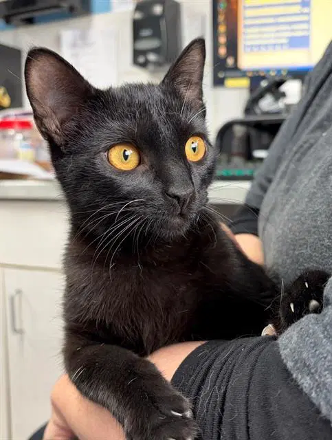Ivy - Domestic Short Hair