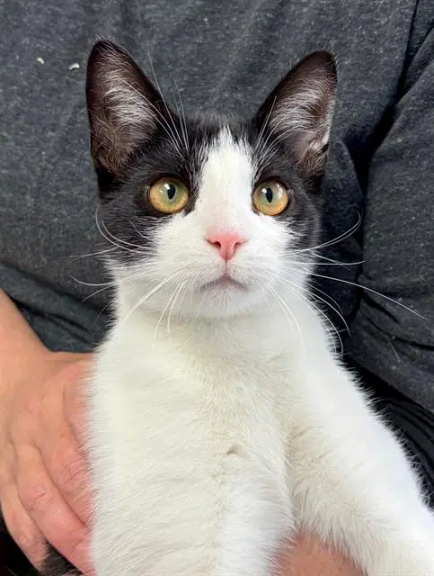 Forrest - Domestic Short Hair
