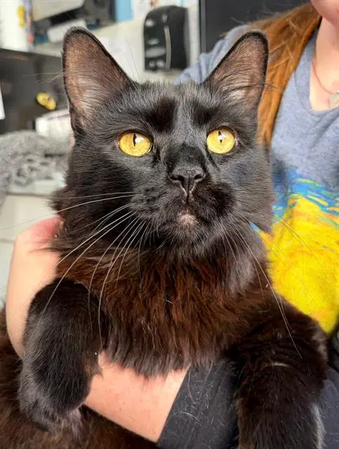 Joey - Domestic Medium Hair