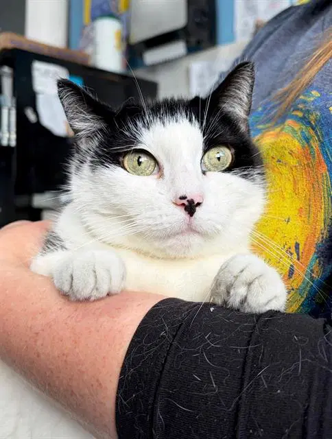 Mya - Domestic Short Hair