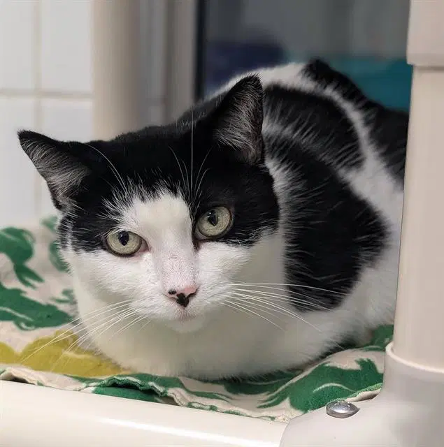 Mya - Domestic Short Hair