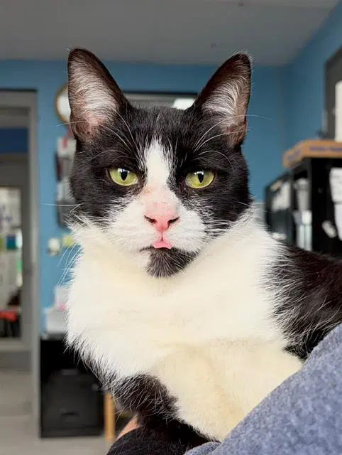 Phillip - Domestic Short Hair