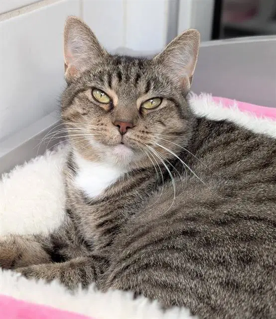 Erika - Domestic Short Hair