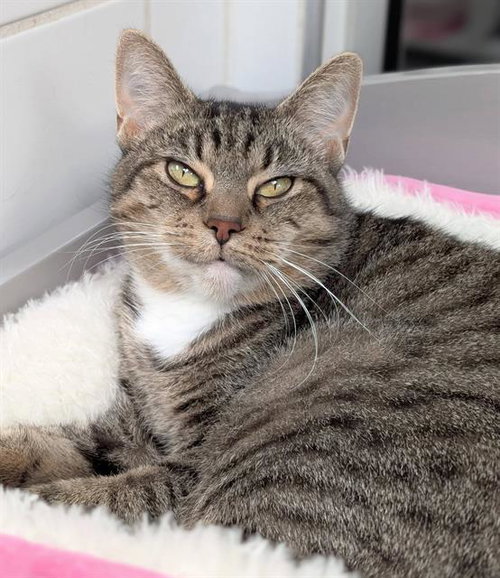 ERIKA, a cat for adoption from Angels for Animals, Inc.