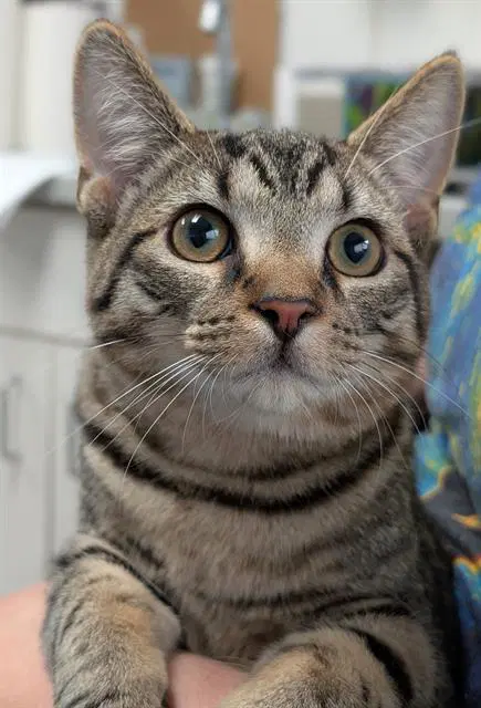 Horseshoes - Domestic Short Hair