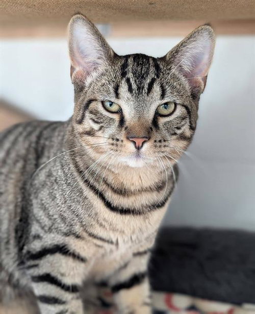 HORSESHOES, a cat for adoption from Angels for Animals, Inc.