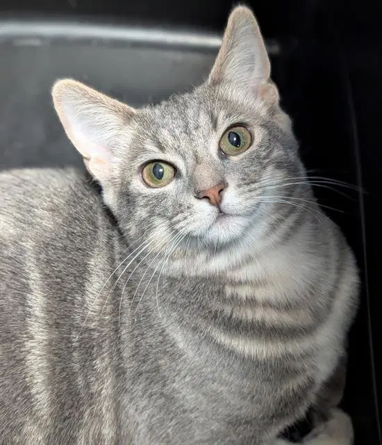 Balloons - Domestic Short Hair