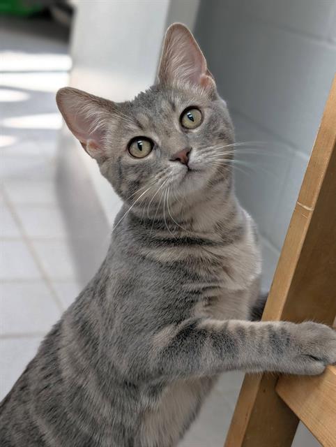 BALLOONS, a cat for adoption from Angels for Animals, Inc.