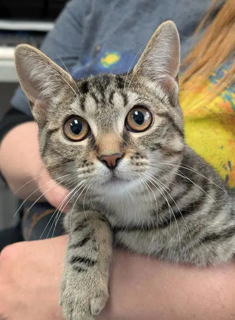 Hearts - Domestic Short Hair