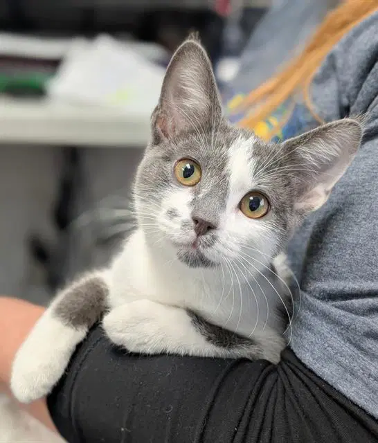 Stevie - Domestic Short Hair