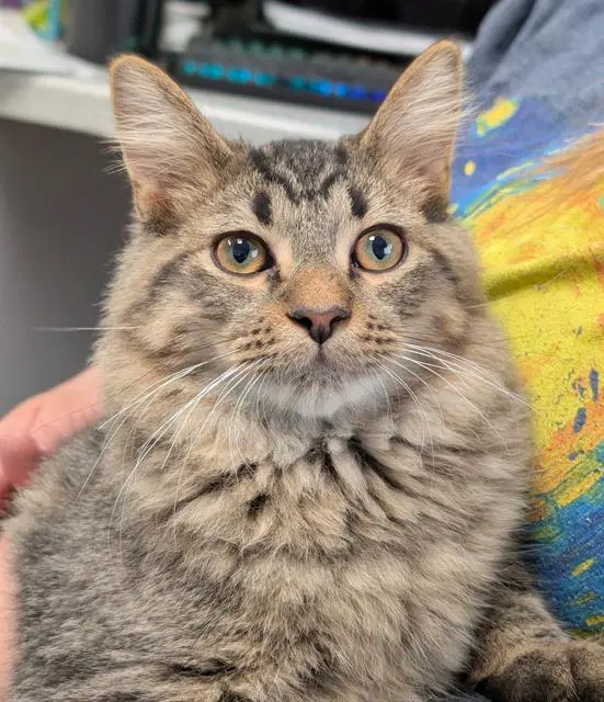 Mick - Domestic Medium Hair