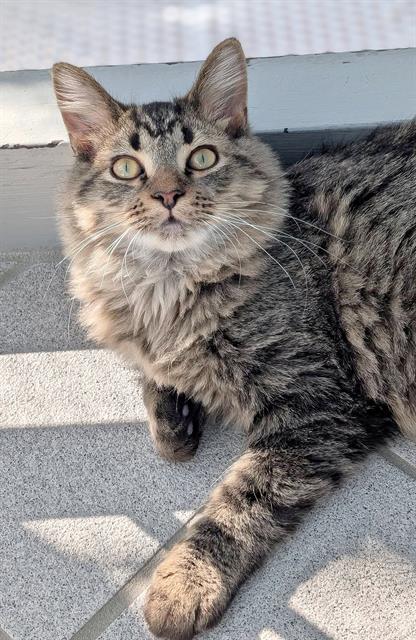 MICK, a cat for adoption from Angels for Animals, Inc.