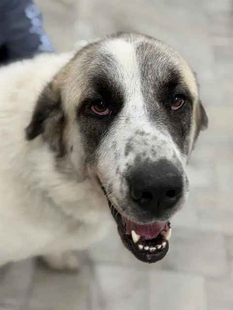 Lulu - Great Pyrenees