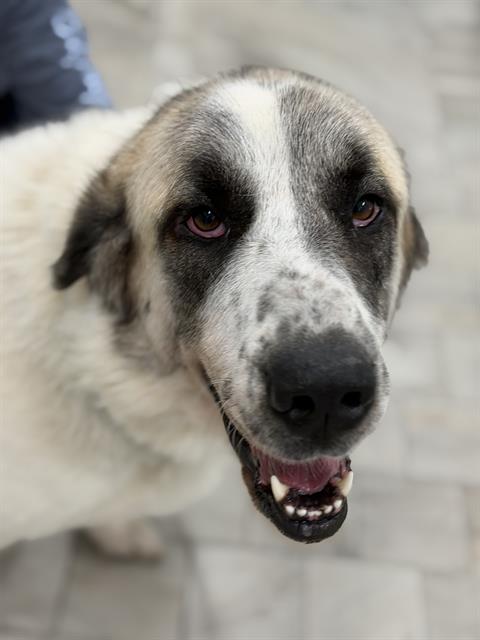 LULU, a dog for adoption from Angels for Animals, Inc.