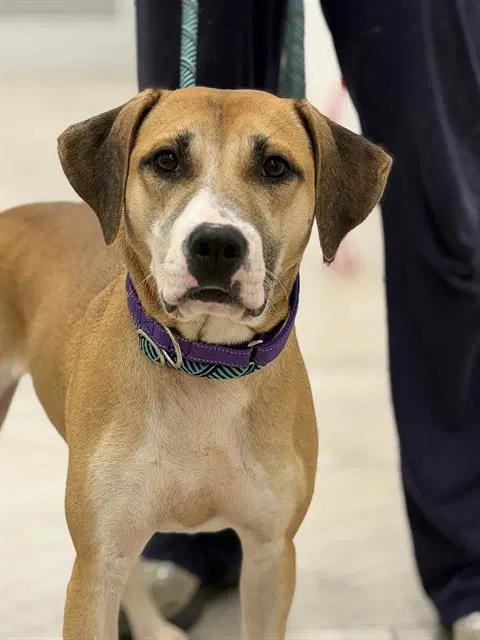 Fawn - Labrador x Hound