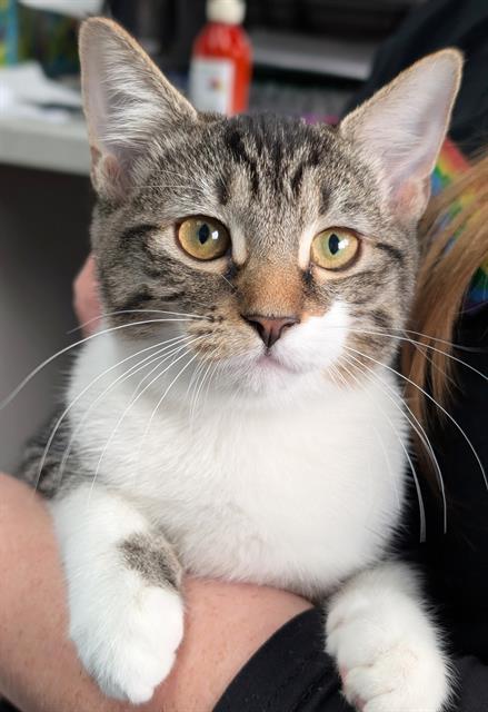 SHAY, a cat for adoption from Angels for Animals, Inc.