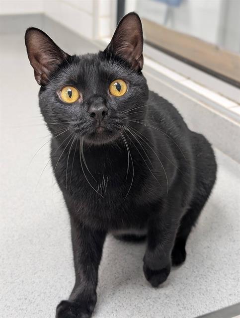 JESSICA, a cat for adoption from Angels for Animals, Inc.