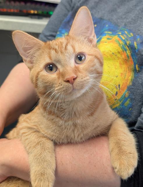 SUNKIST, a cat for adoption from Angels for Animals, Inc.