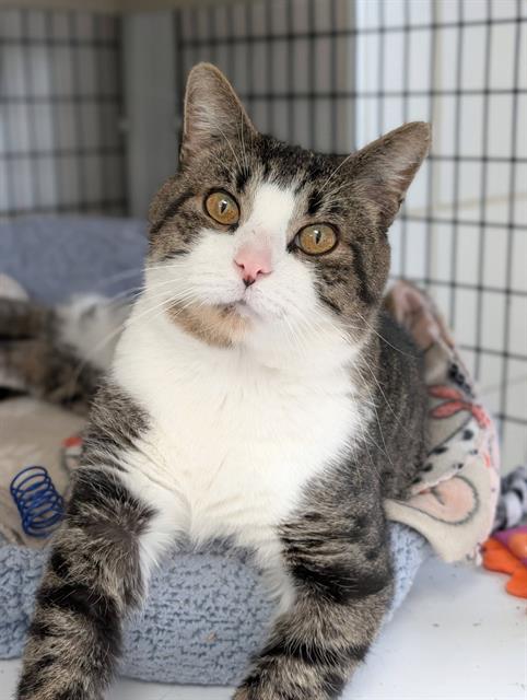 XAVIER, a cat for adoption from Angels for Animals, Inc.