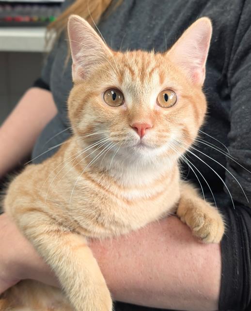 Snookie, Domestic Short Hair