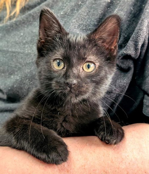 CASPIAN, a cat for adoption from Angels for Animals, Inc.
