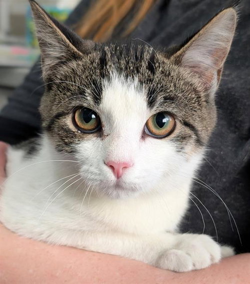 FLORENCE, a cat for adoption from Angels for Animals, Inc.