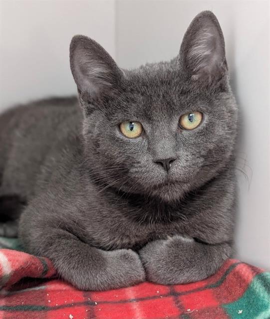 Raya, Domestic Short Hair