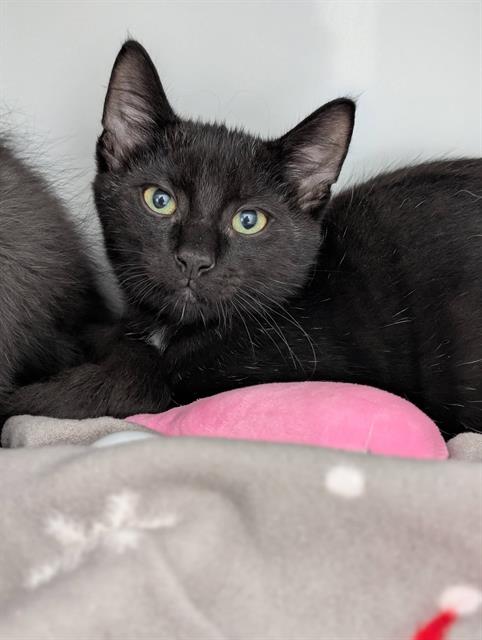Teddy, Domestic Medium Hair