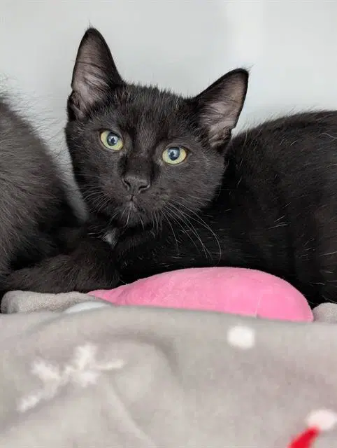 Teddy - Domestic Medium Hair