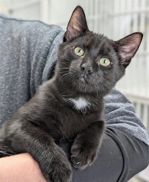 Teddy - Domestic Medium Hair