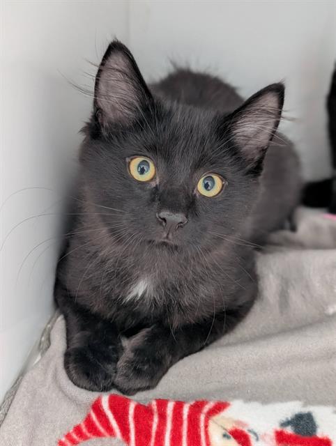 HARRY, a cat for adoption from Angels for Animals, Inc.