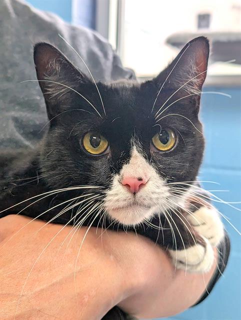 Bean, Domestic Short Hair