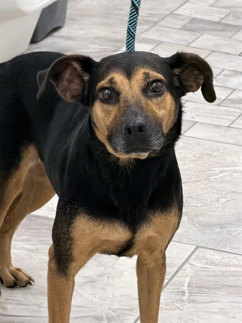 Audrey, German Shepherd Dog