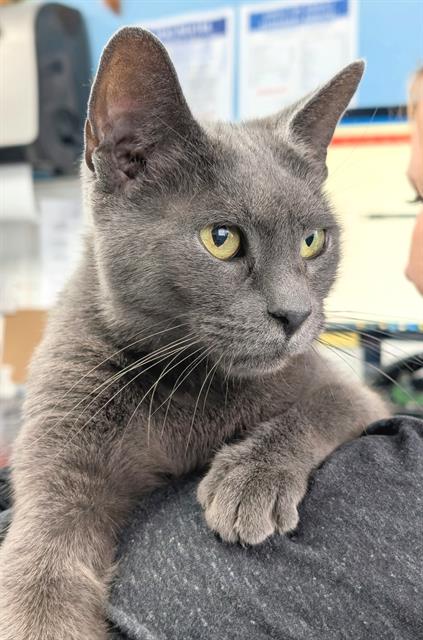 Cleo, Domestic Short Hair