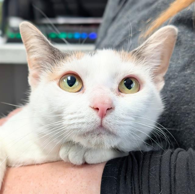 Corndog, Domestic Short Hair