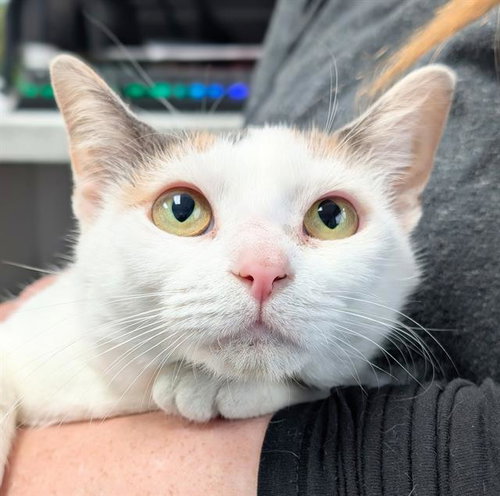 CORNDOG, a cat for adoption from Angels for Animals, Inc.