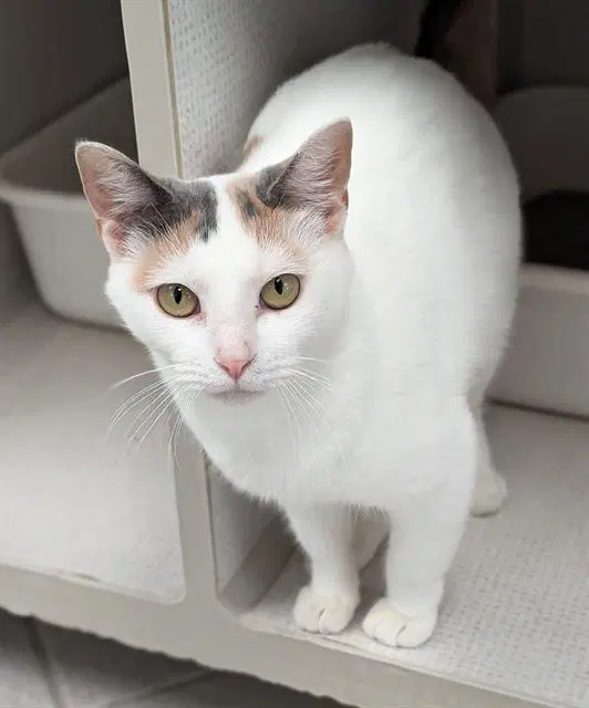 Corndog - Domestic Short Hair