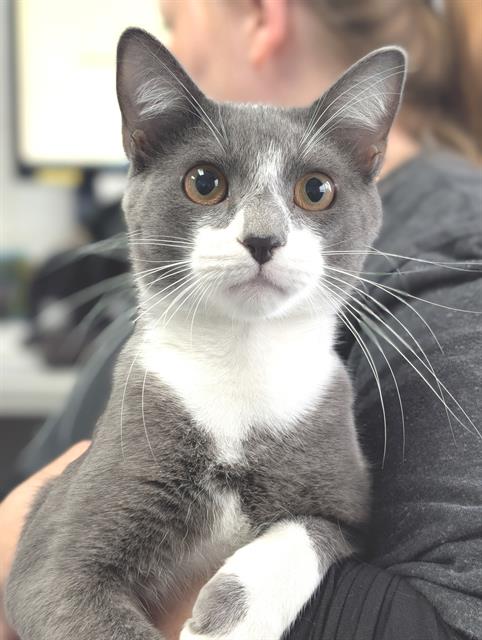 Kramer, Domestic Short Hair